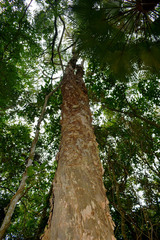 Melaleuca dealbata