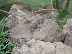 Gallotia galloti galloti