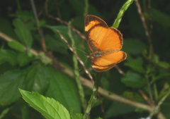 Tegosa