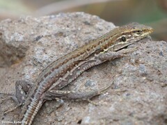 Gallotia galloti galloti