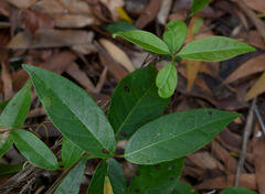 Ichnocarpus frutescens