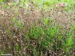 Argyranthemum gracile