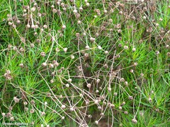 Argyranthemum gracile