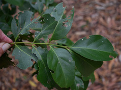 Euonymus australianus