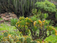 Kleinia neriifolia