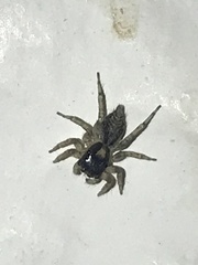 Maeota dichrura