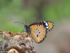 Danaus chrysippus