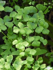 Adiantum shastense