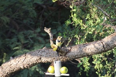 Trachyphonus vaillantii