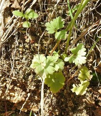 Ranunculus paludosus