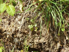 Ranunculus paludosus