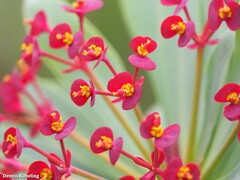 Euphorbia atropurpurea