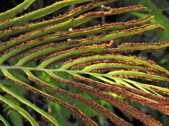 Blechnum capense
