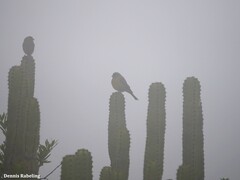 Serinus canaria