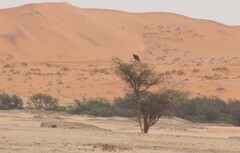 Circaetus pectoralis