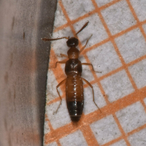 Meronera venustula