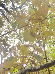 Citharexylum subflavescens