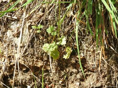 Centaurea calcitrapa