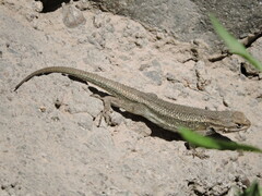 Sceloporus edbelli