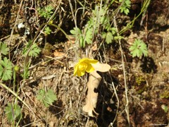 Ranunculus paludosus