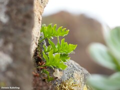 Polypodium macaronesicum