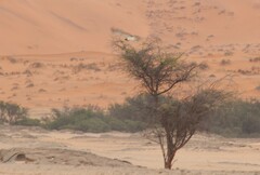 Circaetus pectoralis