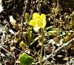 Ranunculus paludosus