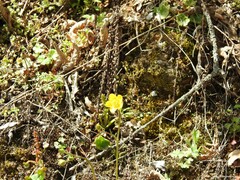 Ranunculus paludosus