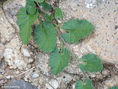 Convolvulus althaeoides althaeoides