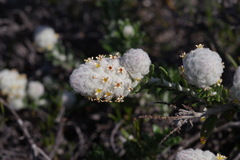 Physopsis spicata