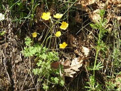 Ranunculus paludosus