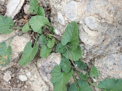 Convolvulus althaeoides althaeoides
