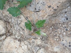 Convolvulus althaeoides althaeoides