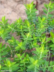 Hypericum reflexum