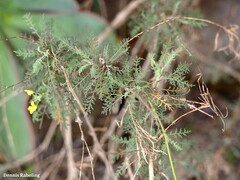 Descurainia millefolia