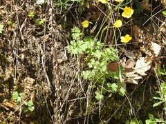 Ranunculus paludosus
