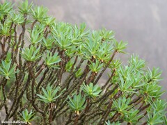 Euphorbia atropurpurea