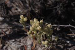 Pterochaeta paniculata