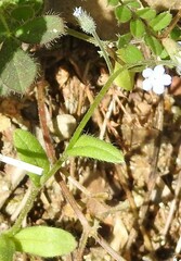 Myosotis ramosissima