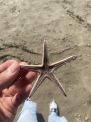 Astropecten irregularis
