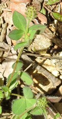 Trifolium scabrum
