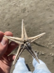 Astropecten irregularis