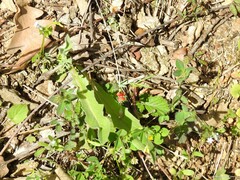 Andryala integrifolia