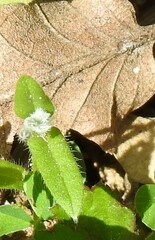 Myosotis ramosissima