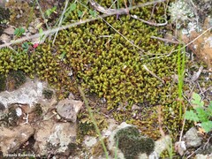 Tortella squarrosa