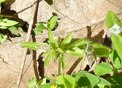 Viola kitaibeliana