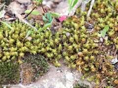 Tortella squarrosa