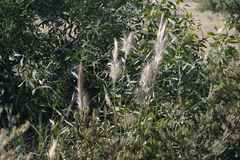 Austrostipa hemipogon