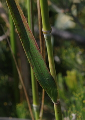 Austrostipa hemipogon