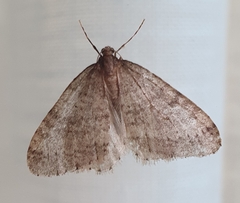 Operophterini